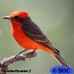 Vermilion Flycatcher