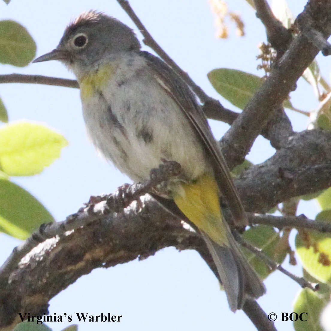 Birds of Cuba