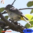 Virginia's Warbler