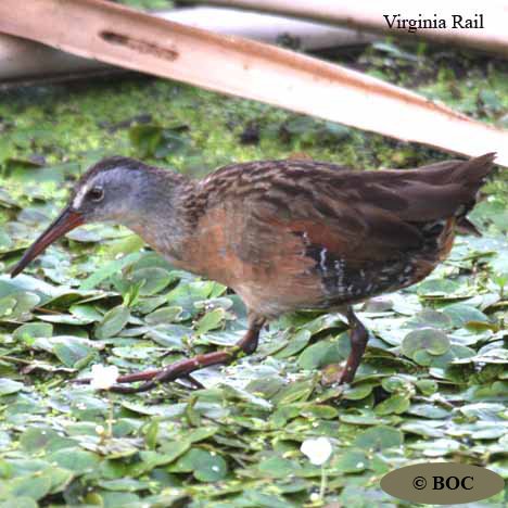 Birds of Cuba