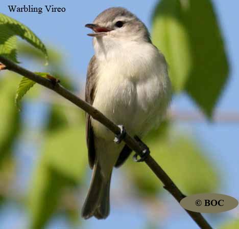 BOC