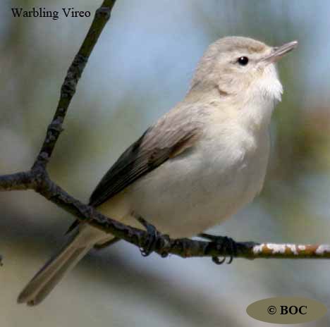 Birds of Cuba