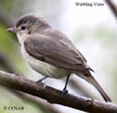 Warbling Vireo