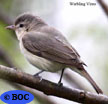 Warbling Vireo