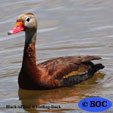 Waterfowl