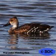 West Indian Whistling-Duck