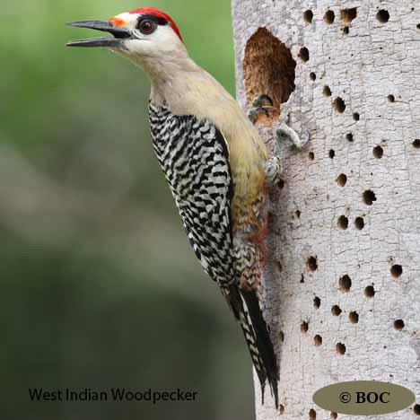Birds of Cuba