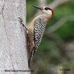 West Indian Woodpecker