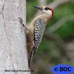 West Indian Woodpecker