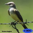 Western Kingbird