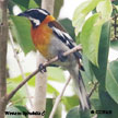 Orange coloured Birds