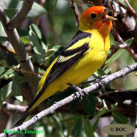 Birds of Cuba