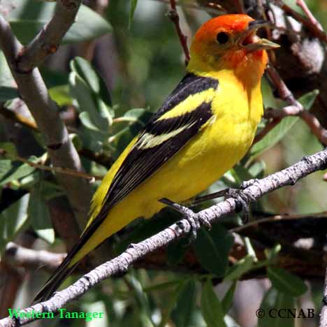 Scarlet Tanager.