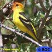 Western Tanager