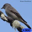 Western Wood-Pewee