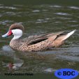 White-cheeked-pintail