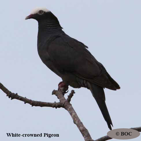 Birds of Cuba