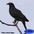 White-crowned Pigeon