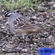 White-crowned Sparrow