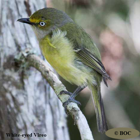 Birds of Cuba
