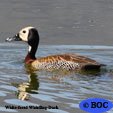 White-faced Whistling-Duck