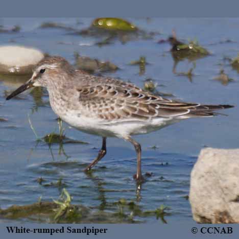 Birds of North America