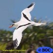 White-tailed Tropicbird