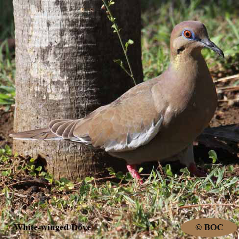 Birds of Cuba