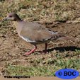 White-winged Dove