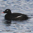 Scoter