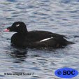 White-winged Scoter