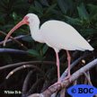 White Ibis