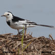 Wagtail