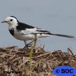 White Wagtail