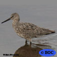 Willet