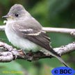 Willow Flycatcher