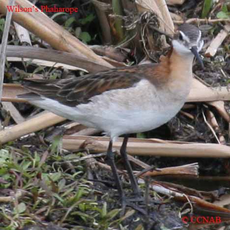 Wilson's Phalarope