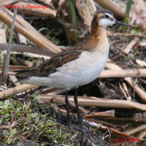 Wilson's Phalarope