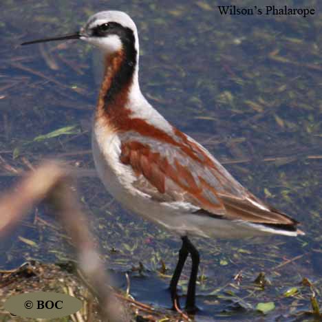 Birds of Cuba