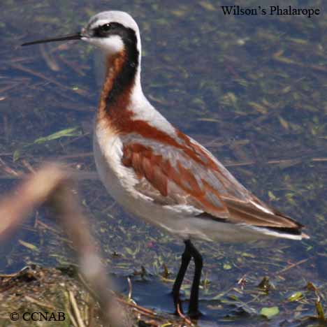 Birds of North America