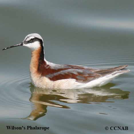 Wilson's Phalarope