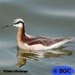 Wilson's Phalarope