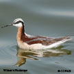 Wilson's Phalarope