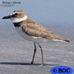 Wilson's Plover
