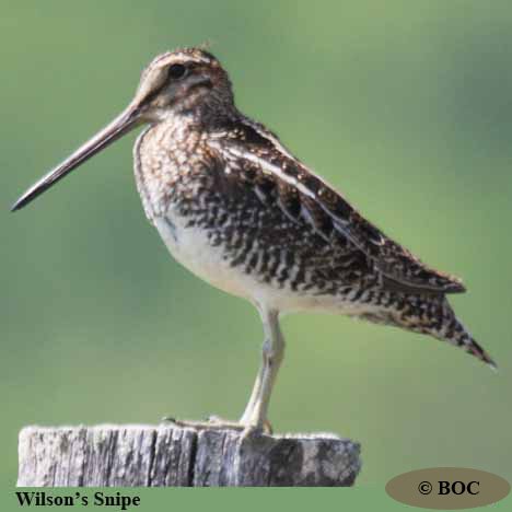 Birds of Cuba