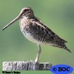 Snipe