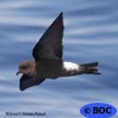 Wilson's Storm-Petrel
