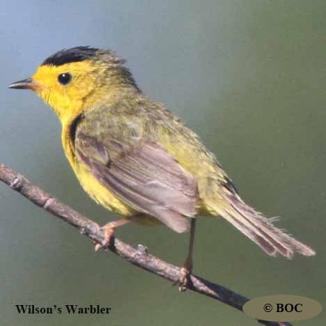 Birds of Cuba