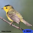 Wilson's Warbler