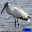 Stork